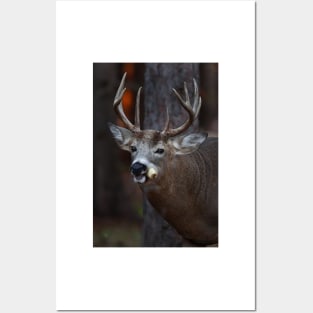 Gotta love corn - White-tailed Deer Posters and Art